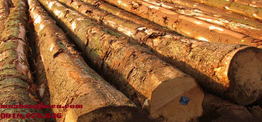 go-soi Đặc Tính Của Gỗ Sồi