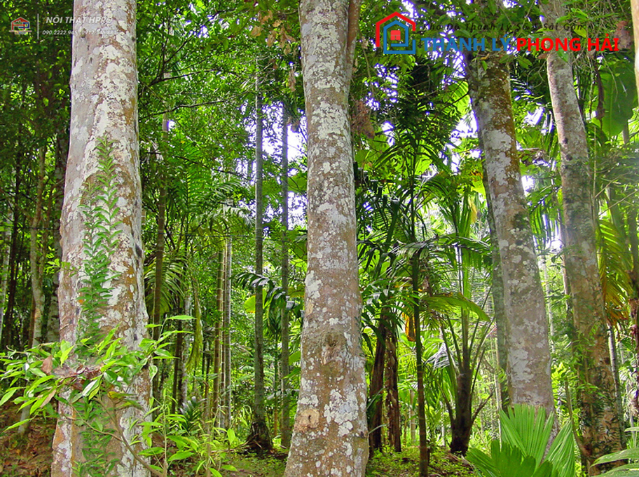 go-huong-la-gi-2 Gỗ Hương Là Gỗ Gì? Tổng Hợp Kiên Thức Cần Biết Về Gỗ Hương