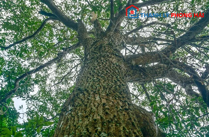 cay-go-sen-vn Gỗ Sến Là Gì? Nguồn Gốc Và Phân Loại Gỗ Sến Phổ Biến