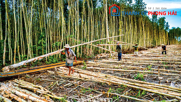 cay-go-tram Gỗ Tràm Là Gì? Ưu Nhược Điểm Về Loại Gỗ Này