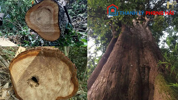 dac-diem-go-po-mu Gỗ Pơ Mu Là Gì? Có Bền Không? Cách Phân Biệt Gỗ Pơ Mu Thật Giả