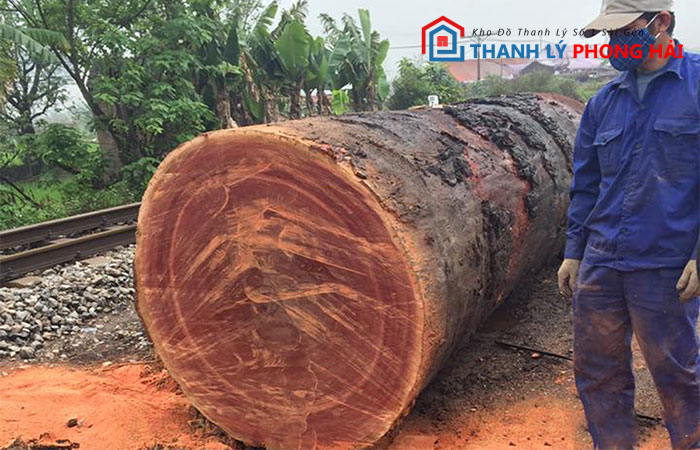 dac-diem-go-sen Gỗ Sến Là Gì? Nguồn Gốc Và Phân Loại Gỗ Sến Phổ Biến