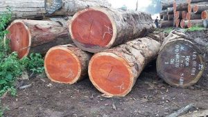 Gỗ đinh hương là gì