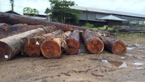 Gỗ sến là gỗ gì