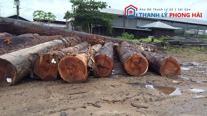 go-sen-la-go-gi Gỗ Sến Là Gì? Nguồn Gốc Và Phân Loại Gỗ Sến Phổ Biến