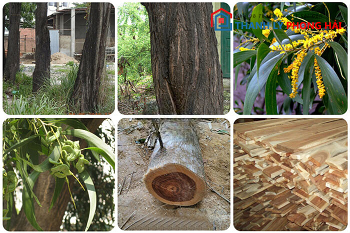 go-tram-co-may-loai Gỗ Tràm Là Gì? Ưu Nhược Điểm Về Loại Gỗ Này