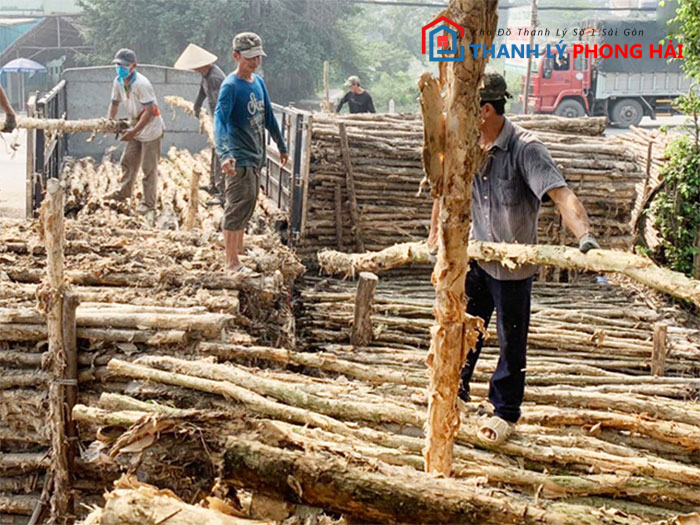 khai-thac-go-tram Gỗ Tràm Là Gì? Ưu Nhược Điểm Về Loại Gỗ Này