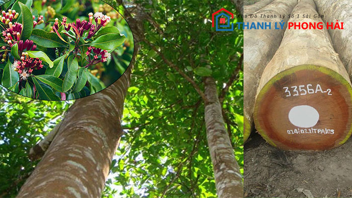 nguon-goc-cay-go-dinh-huong Gỗ Đinh Hương Là Gì? Đặc Điểm, Phân Loại Và Giá Trị Loại Gỗ Này