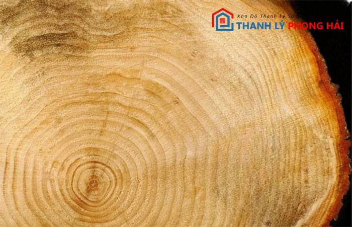 nhan-biet-go-po-mu Gỗ Pơ Mu Là Gì? Có Bền Không? Cách Phân Biệt Gỗ Pơ Mu Thật Giả