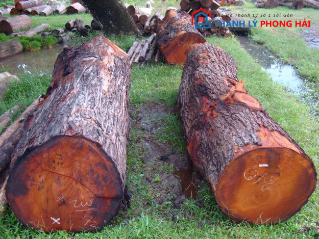 cay-go-dai-ngua Gỗ Dái Ngựa Là Gì? Đặc Điểm, Phân Loại Và Cách Nhận Biết