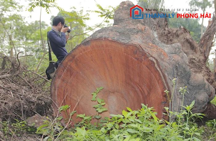 dac-diem-go-xa-xi Gỗ Xá Xị Là Gì? Đặc Điểm, Phân Loại Và Cách Nhận Biết Loại Gỗ Quý Này