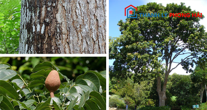dac-diem-nhan-dang-cay-dai-ngua Gỗ Dái Ngựa Là Gì? Đặc Điểm, Phân Loại Và Cách Nhận Biết