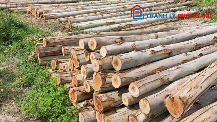 go-bach-dan-co-tot-khong Gỗ Bạch Đàn  Là Gì? Có Tốt Không? Đặc Điểm Nhận Biết