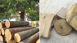 Gỗ bách xanh là gì