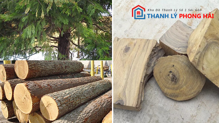 go-bach-xanh-la-gi Gỗ Bách Xanh Là Gì? Đặc Điểm, Phân Loại Và Cách Nhận Biết Chuẩn Xác