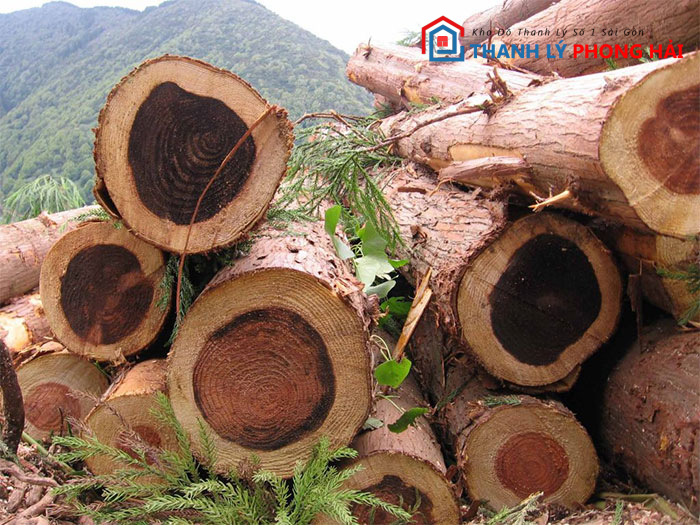 go-gu-co-tot-khong Gỗ Gụ Là Gỗ Gì? Có Tốt Không? Đặc Điểm Và Phân Loại Chi Tiết