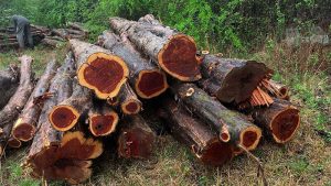 Gỗ gụ là gỗ gì