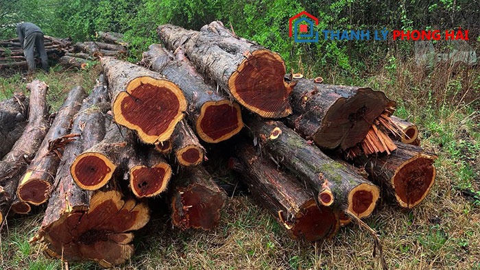 go-gu-la-go-gi Gỗ Gụ Là Gỗ Gì? Có Tốt Không? Đặc Điểm Và Phân Loại Chi Tiết