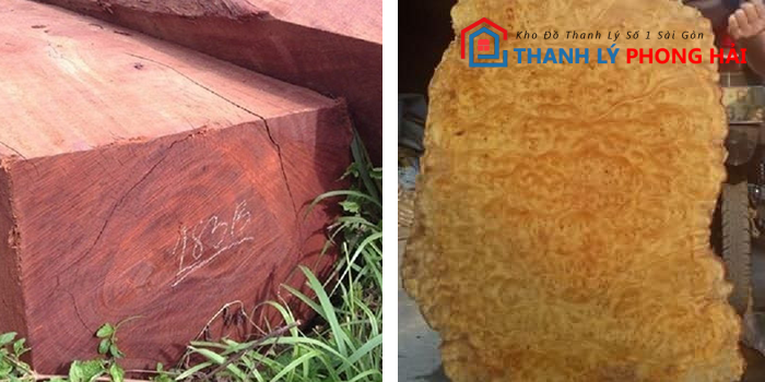 go-xa-xi-do-xanh Gỗ Xá Xị Là Gì? Đặc Điểm, Phân Loại Và Cách Nhận Biết Loại Gỗ Quý Này