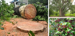 Gỗ xá xị là gì