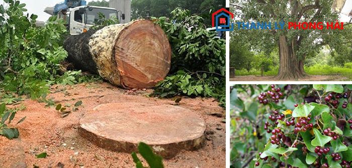 go-xa-xi-la-gi Gỗ Xá Xị Là Gì? Đặc Điểm, Phân Loại Và Cách Nhận Biết Loại Gỗ Quý Này