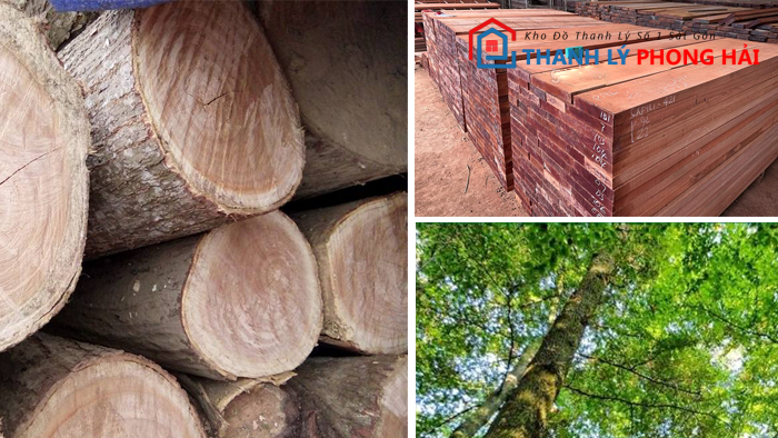 go-xoan-la-gi Gỗ Xoan Là Gì? Có Tốt Không, Phân Loại & Đặc Điểm Nhận Biết