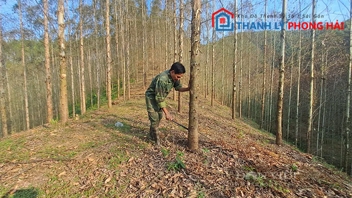 nguon-goc-go-bach-dan Gỗ Bạch Đàn  Là Gì? Có Tốt Không? Đặc Điểm Nhận Biết