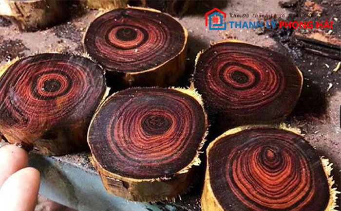 nhan-biet-go-sua Gỗ Sưa Là Gì? Đặc Điểm Phân Loại & Cách Nhận Biết