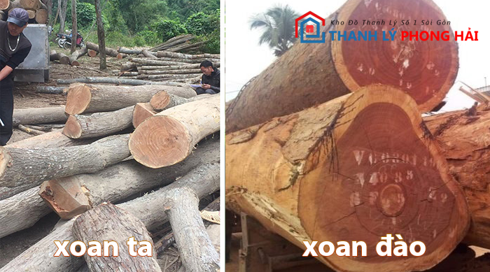 xoan-ta-xoan-dao Gỗ Xoan Là Gì? Có Tốt Không, Phân Loại & Đặc Điểm Nhận Biết