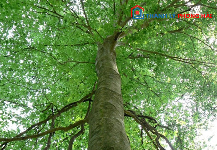 cay-de-gai Gỗ Dẻ Gai Là Gì? Phân Loại & Đặc Điểm Nhận Biết