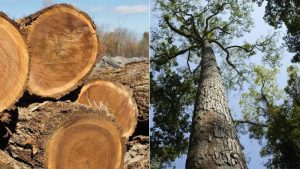 Gỗ chò chỉ là gì