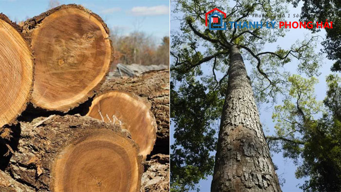 go-cho-chi-la-gi Gỗ Chò Chỉ Là Gì? Phân Loại & Đặc Điểm Nhận Biết