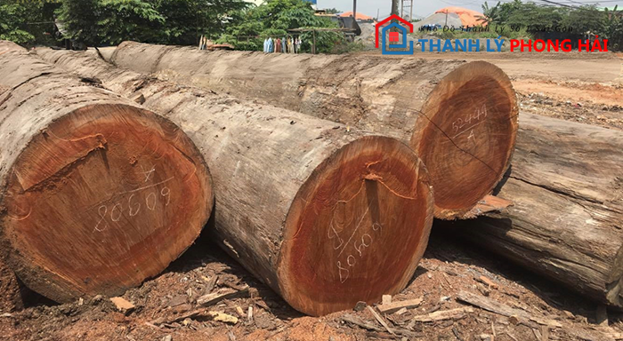 go-dau-la-gi Gỗ Dầu Là Gì? Phân Loại & Đặc Điểm Nhận Biết