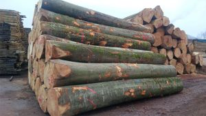 Gỗ dẻ gai là gì