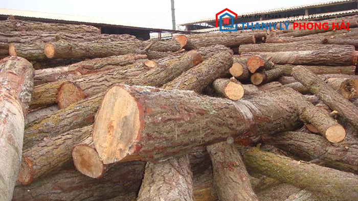 go-doi-la-gi Gỗ Dổi Là Gì? Đặc Điểm, Phân Loại & Cách Nhận Biết