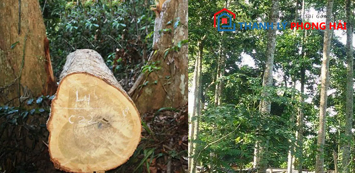 go-doi Gỗ Dổi Là Gì? Đặc Điểm, Phân Loại & Cách Nhận Biết