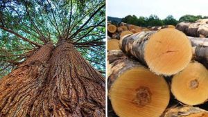 Gỗ hoàng đàn là gì