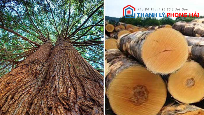 go-hoang-dan-la-gi Gỗ Hoàng Đàn Là Gì? Phân Loại & Đặc Điểm Nhận Biết