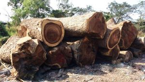 Gỗ me tây là gì