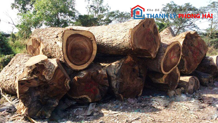 go-me-tay-la-gi Gỗ Me Tây Là Gì? Phân Loại & Đặc Điểm Nhận Biết