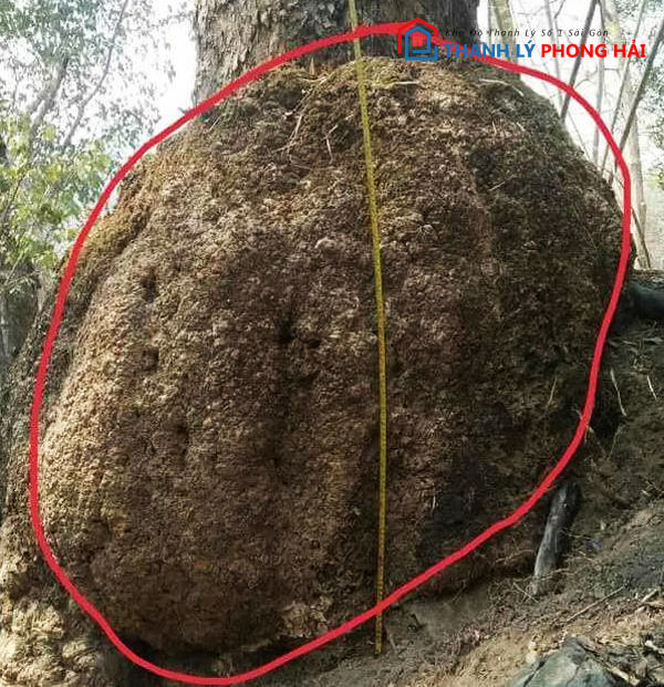 go-nu-nghien-la-gi Gỗ Nu Nghiến Là Gì? Phân Loại & Đặc Điểm Nhận Biết