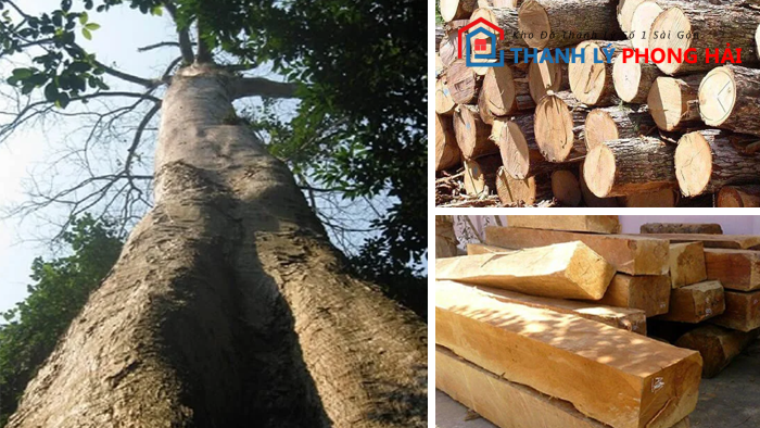 go-tau-la-gi Gỗ Táu Là Gì? Phân Loại & Đặc Điểm Nhận Biết