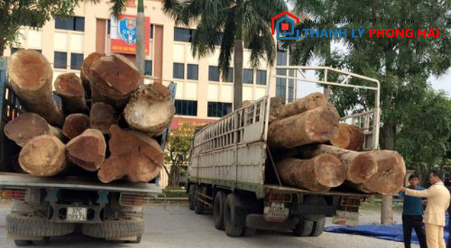 go-tau Gỗ Táu Là Gì? Phân Loại & Đặc Điểm Nhận Biết