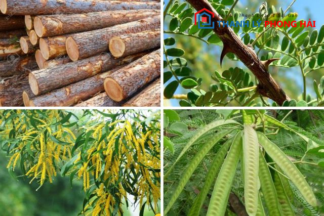 phan-loai-go-keo Gỗ Keo Là Gì? Phân Loại & Đặc Điểm Nhận Biết