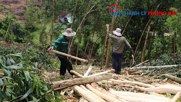 thu-hoach-go-keo Gỗ Keo Là Gì? Phân Loại & Đặc Điểm Nhận Biết