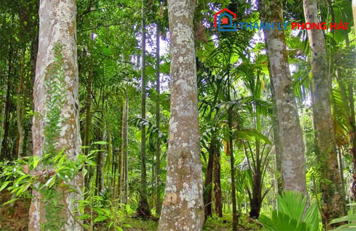 cay-go-ngoc-am Gỗ Ngọc Am Là Gì? Phân Loại & Đặc Điểm Nhận Biết