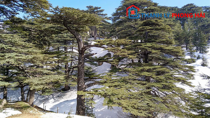 cay-go-tuyet-tung Gỗ Tuyết Tùng Là Gì? Phân Loại & Đặc Điểm Nhận Biết