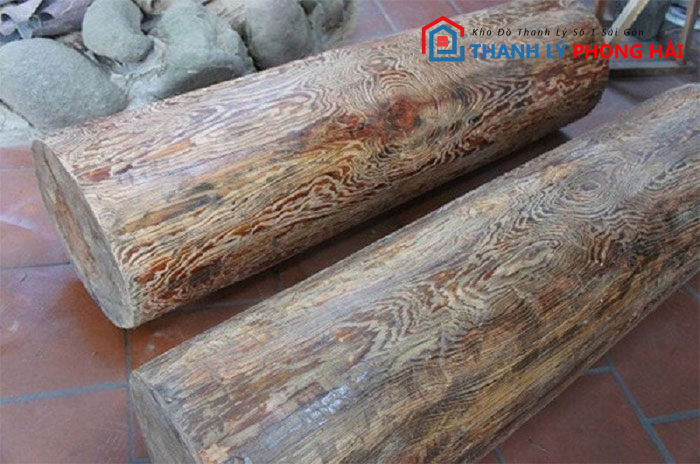 dac-diem-go-thuy-tung Gỗ Thủy Tùng Là Gì? Phân Loại & Đặc Điểm Nhận Biết