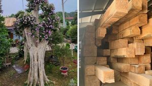 Gỗ bằng lăng là gì