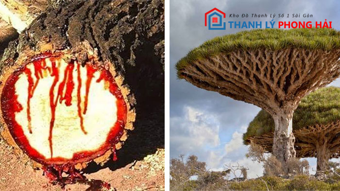 go-huyet-long Gỗ Huyết Long Là Gì? Phân Loại & Đặc Điểm Nhận Biết